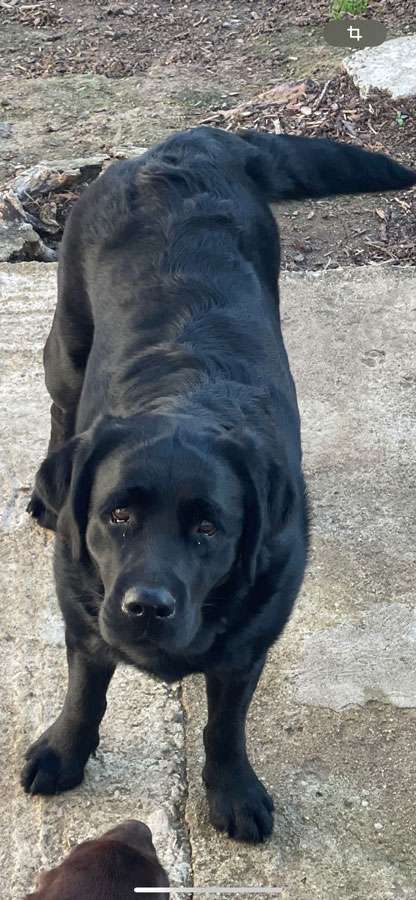 Galerie Of Claymore Roses