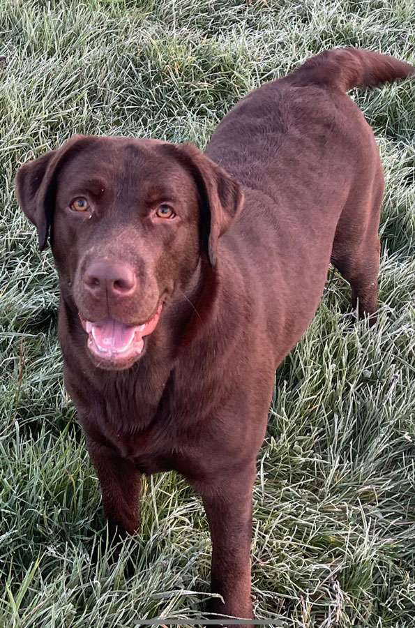 Galerie Of Claymore Roses