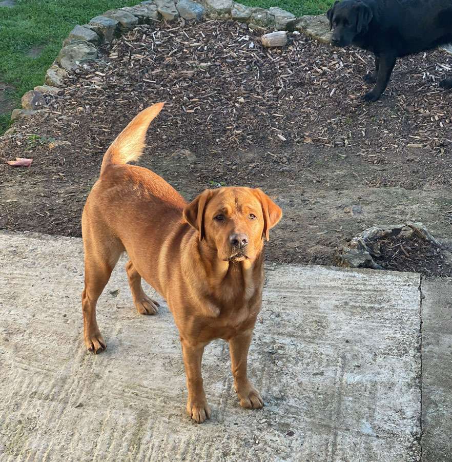 Galerie Of Claymore Roses