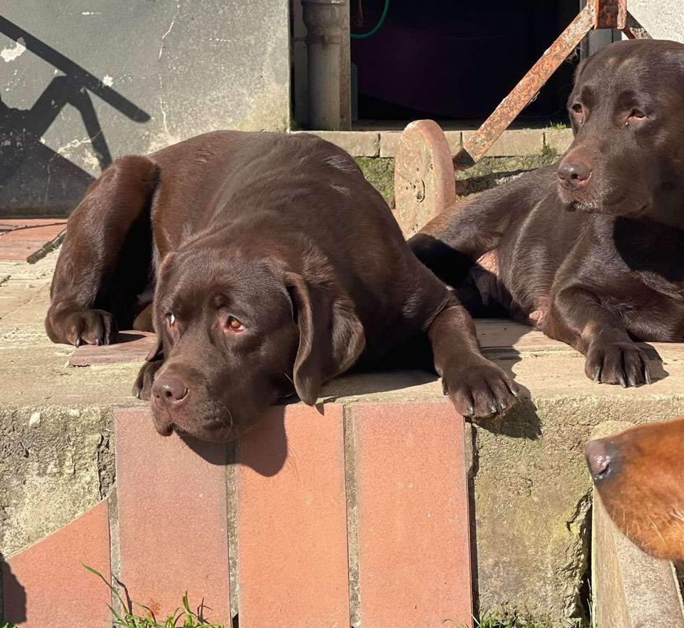 Galerie Of Claymore Roses