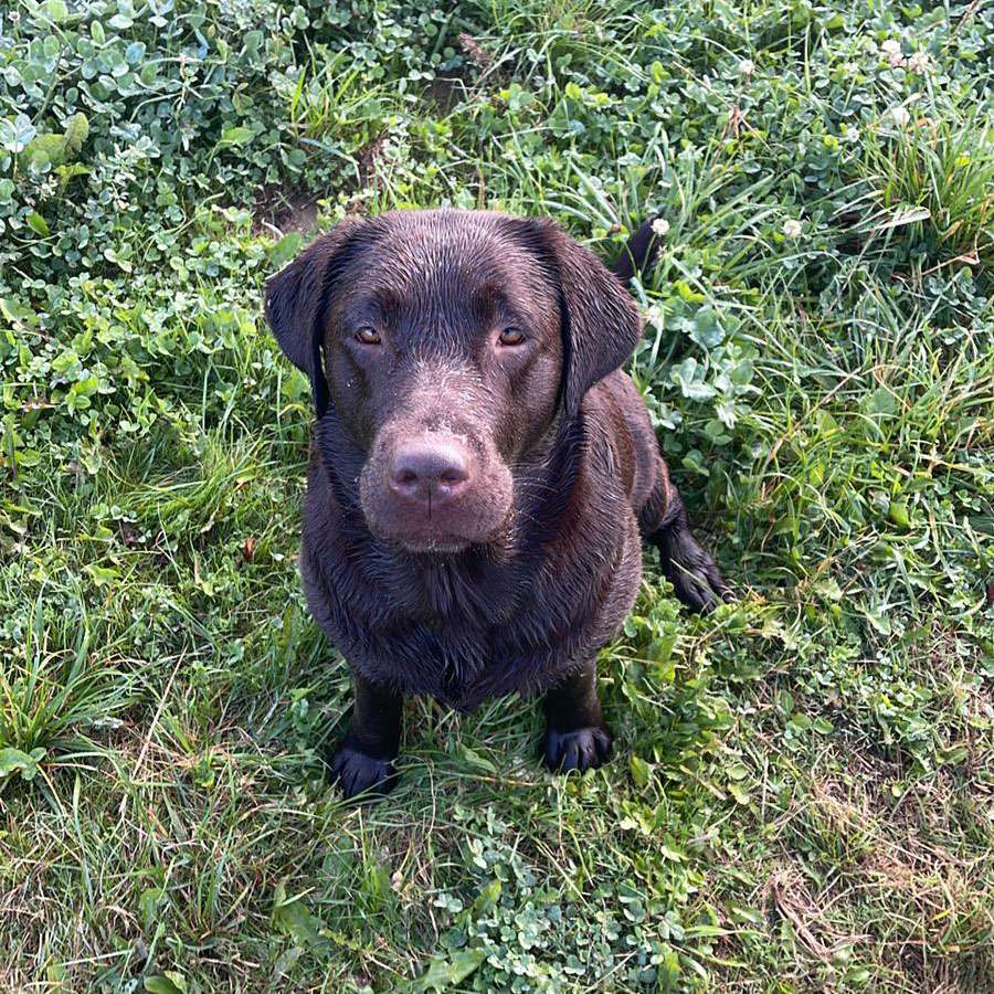 Galerie Of Claymore Roses