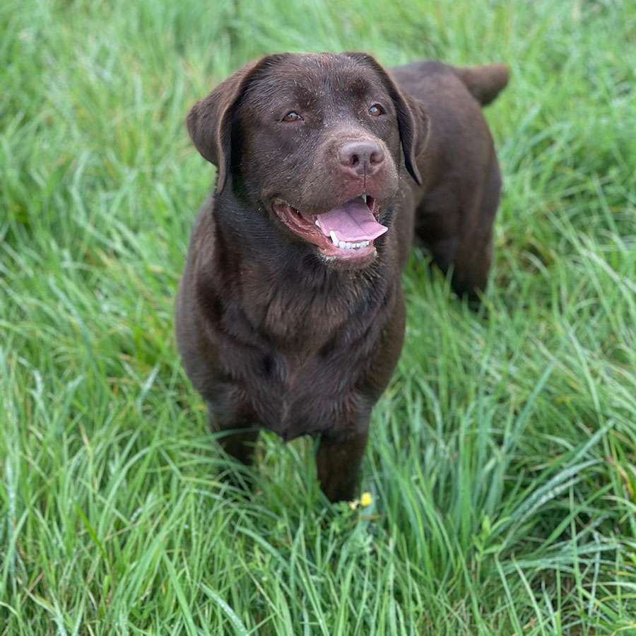 Galerie Of Claymore Roses