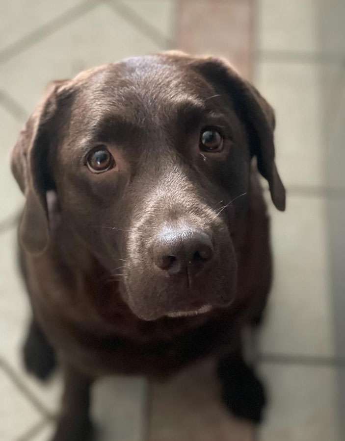 Galerie Of Claymore Roses