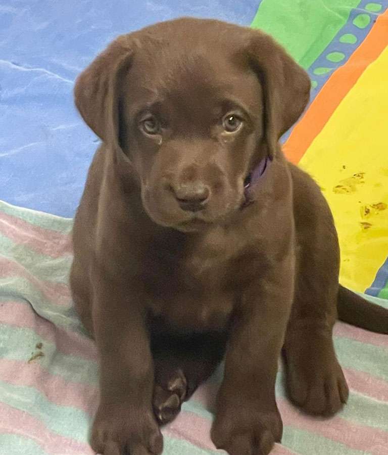 Galerie Of Claymore Roses