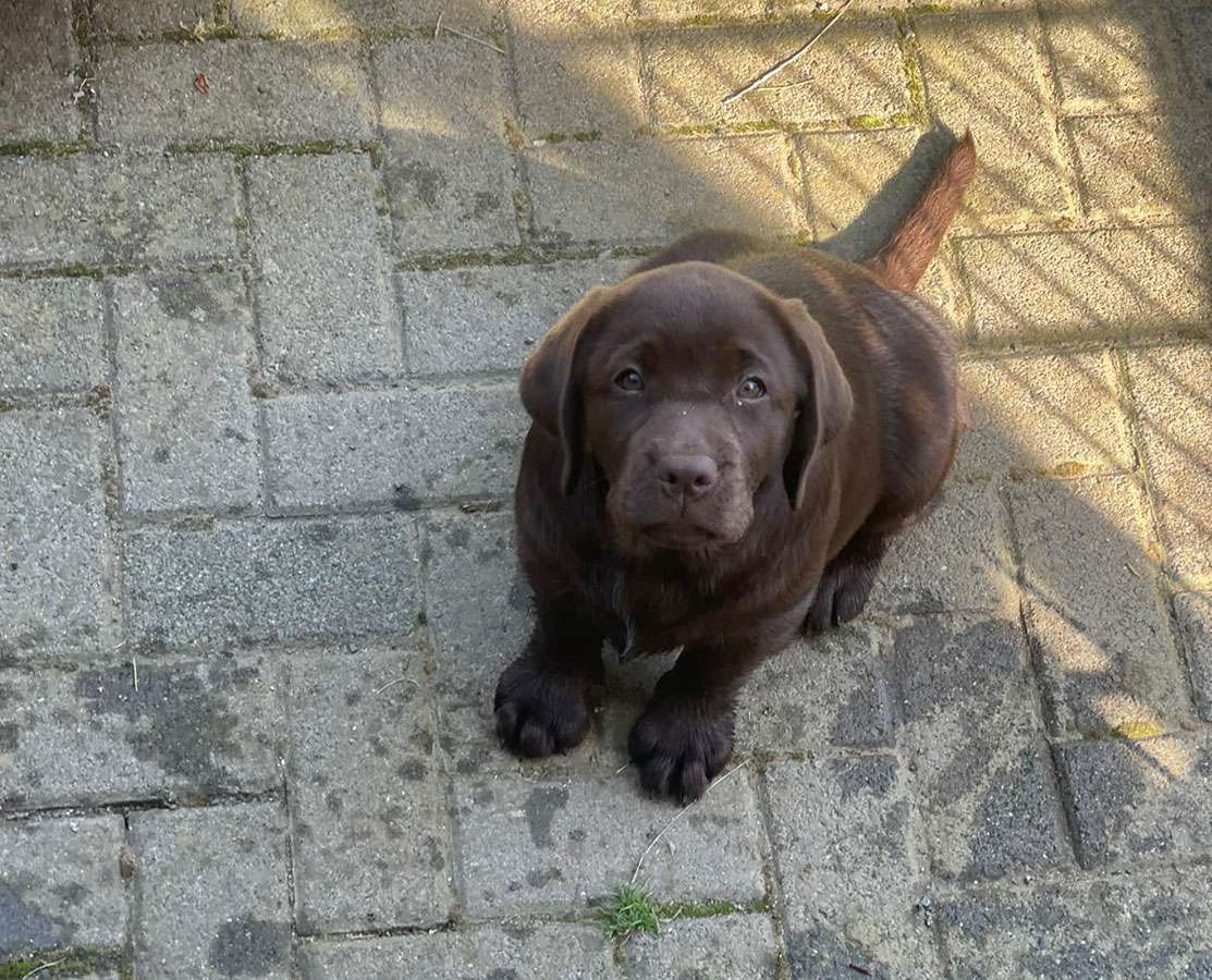 Galerie Of Claymore Roses