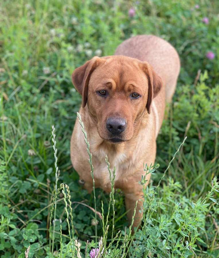 Galerie Of Claymore Roses