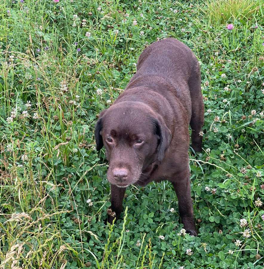 Galerie Of Claymore Roses