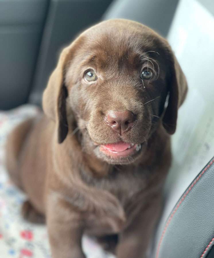 Galerie Of Claymore Roses