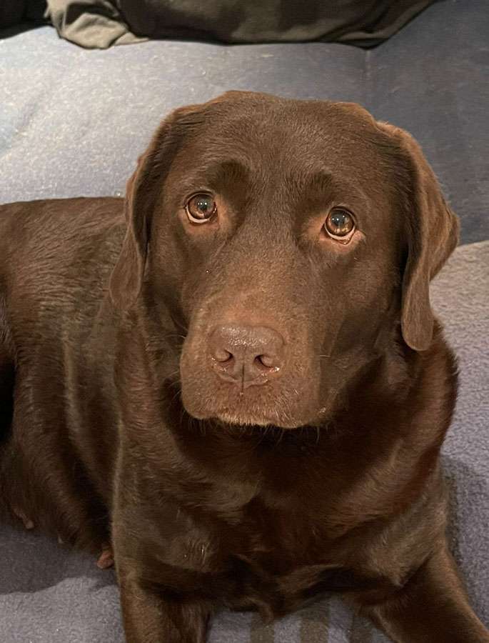 Galerie Of Claymore Roses