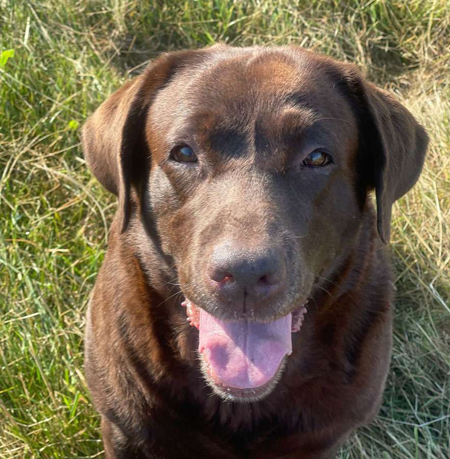 Galerie Of Claymore Roses