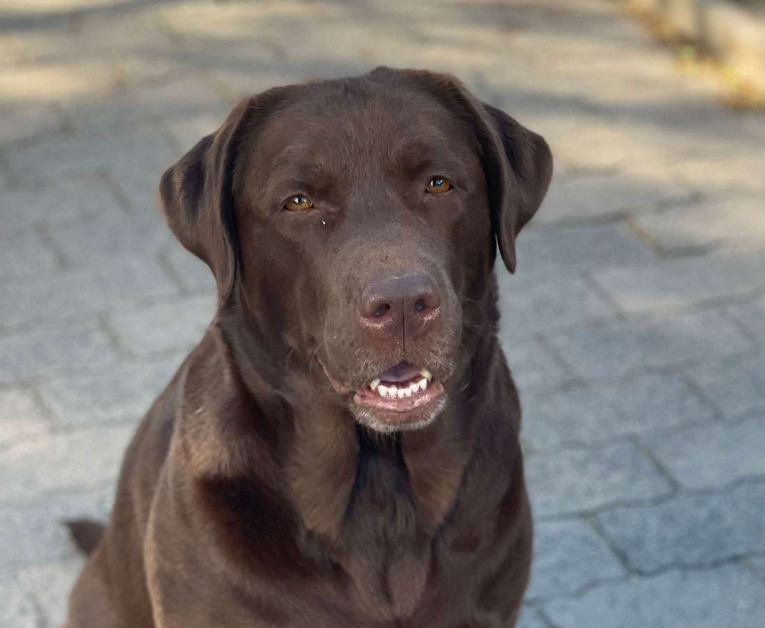 Galerie Of Claymore Roses