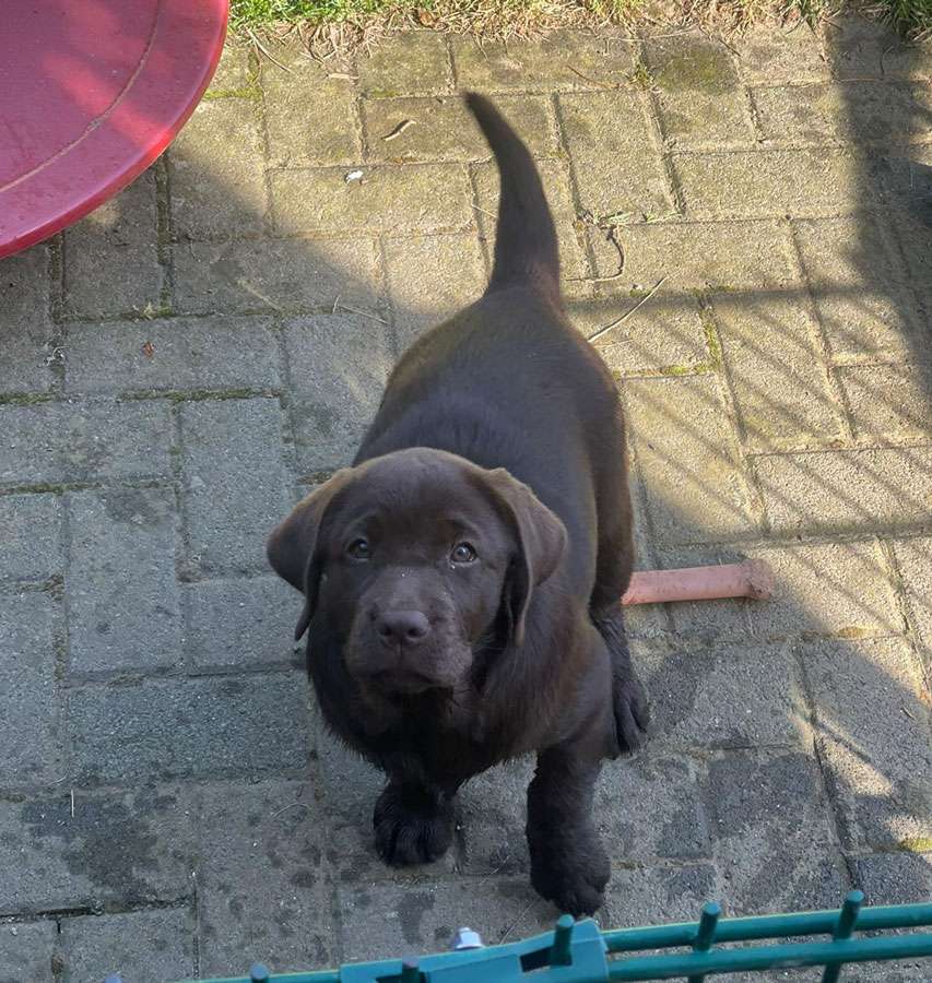 Galerie Of Claymore Roses