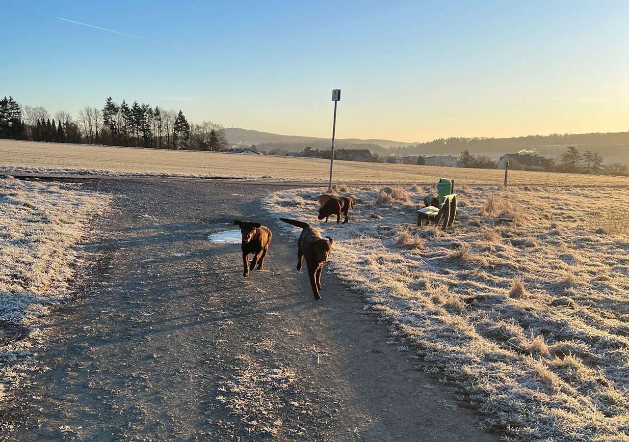 Galerie Of Claymore Roses