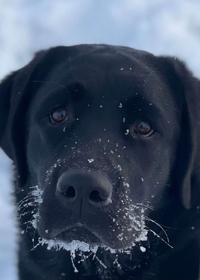 Galerie Of Claymore Roses
