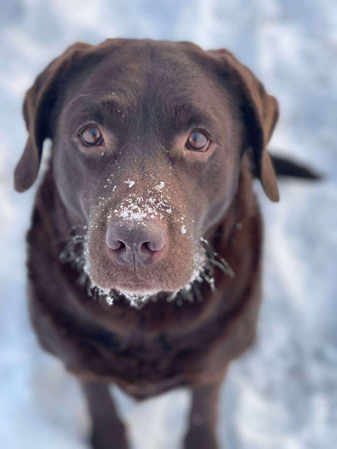 Galerie Of Claymore Roses