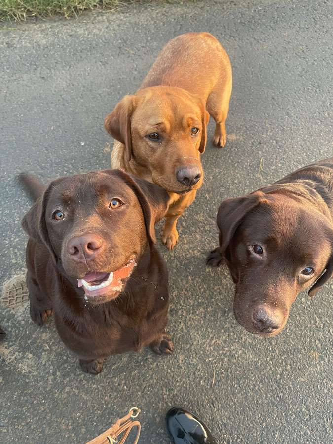 Galerie Of Claymore Roses