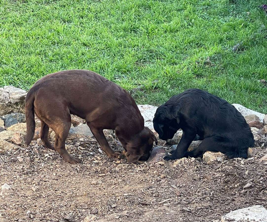 Galerie Of Claymore Roses