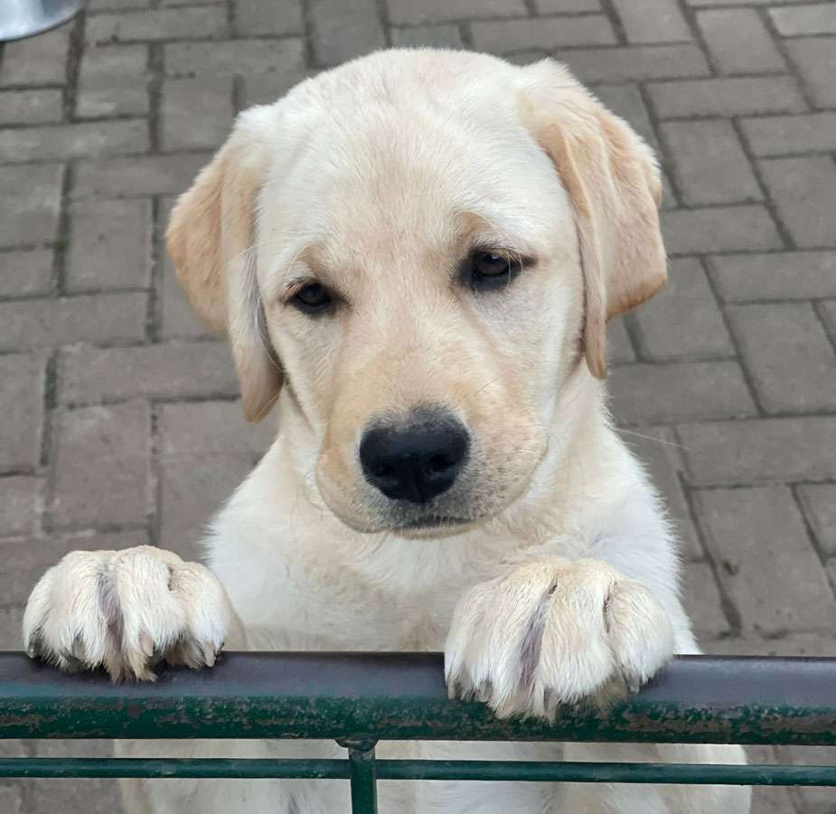 Galerie Of Claymore Roses