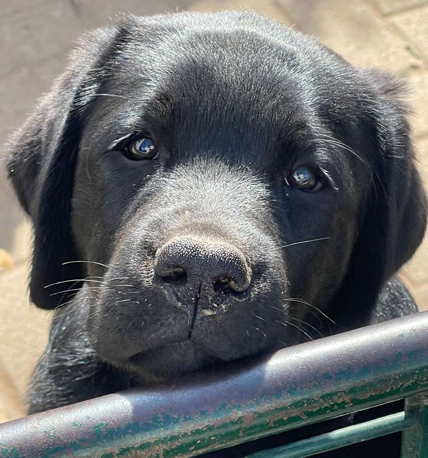 Galerie Of Claymore Roses