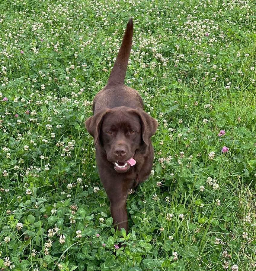 Galerie Of Claymore Roses
