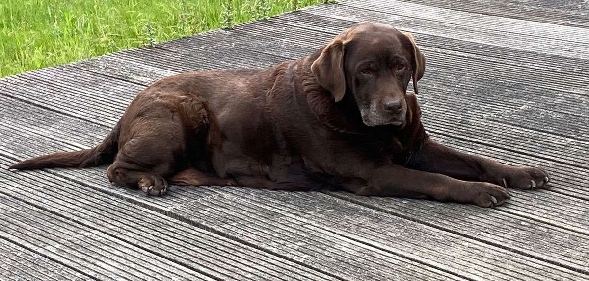 Galerie Of Claymore Roses