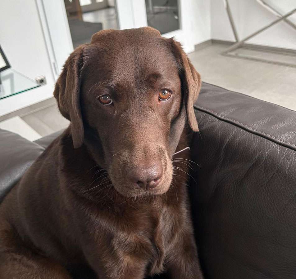 Galerie Of Claymore Roses