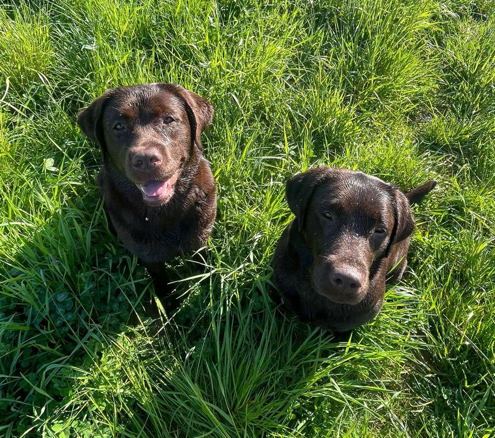 Galerie Of Claymore Roses