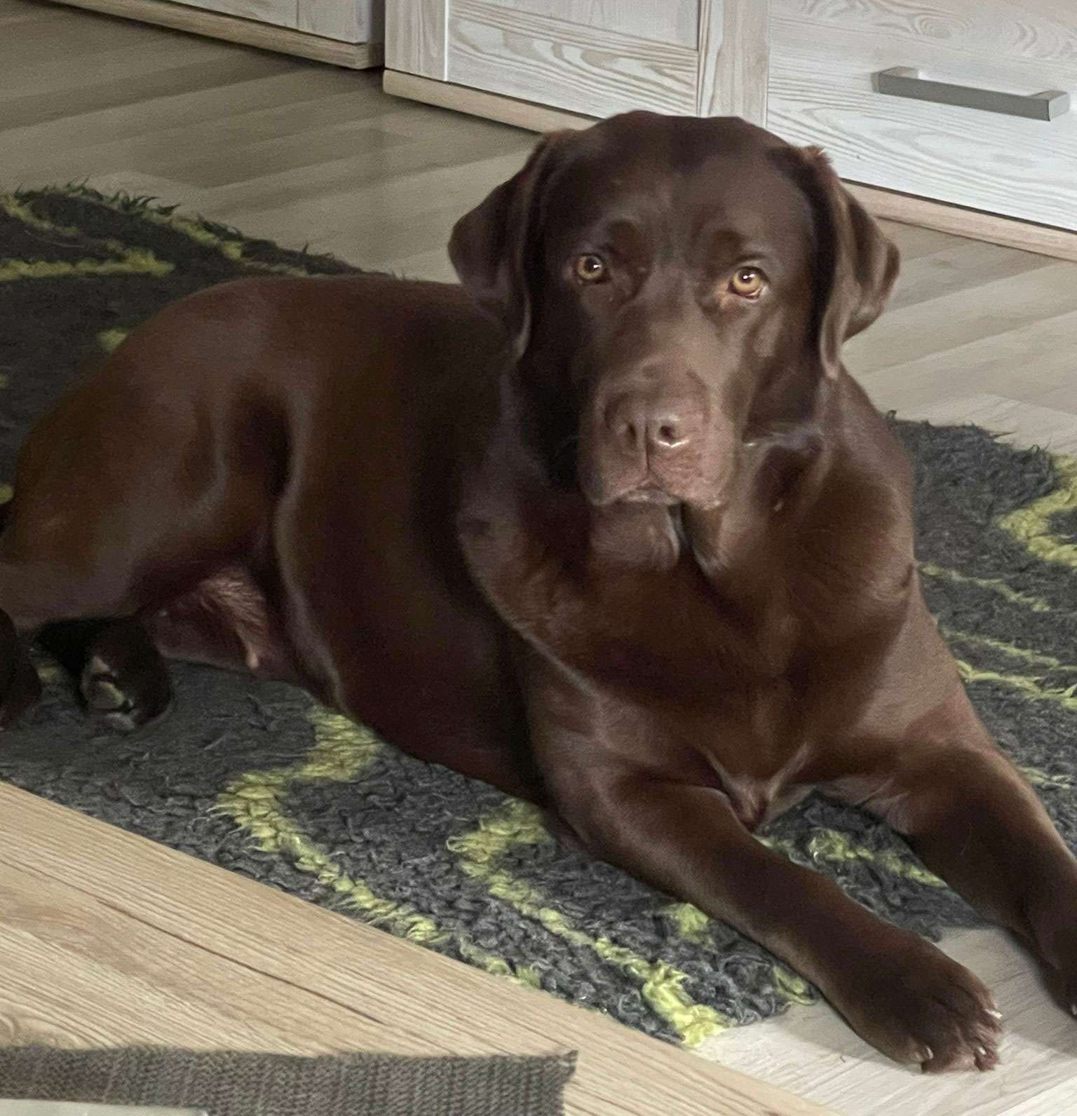 Galerie Of Claymore Roses