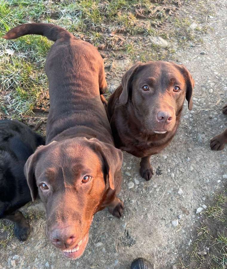 Galerie Of Claymore Roses