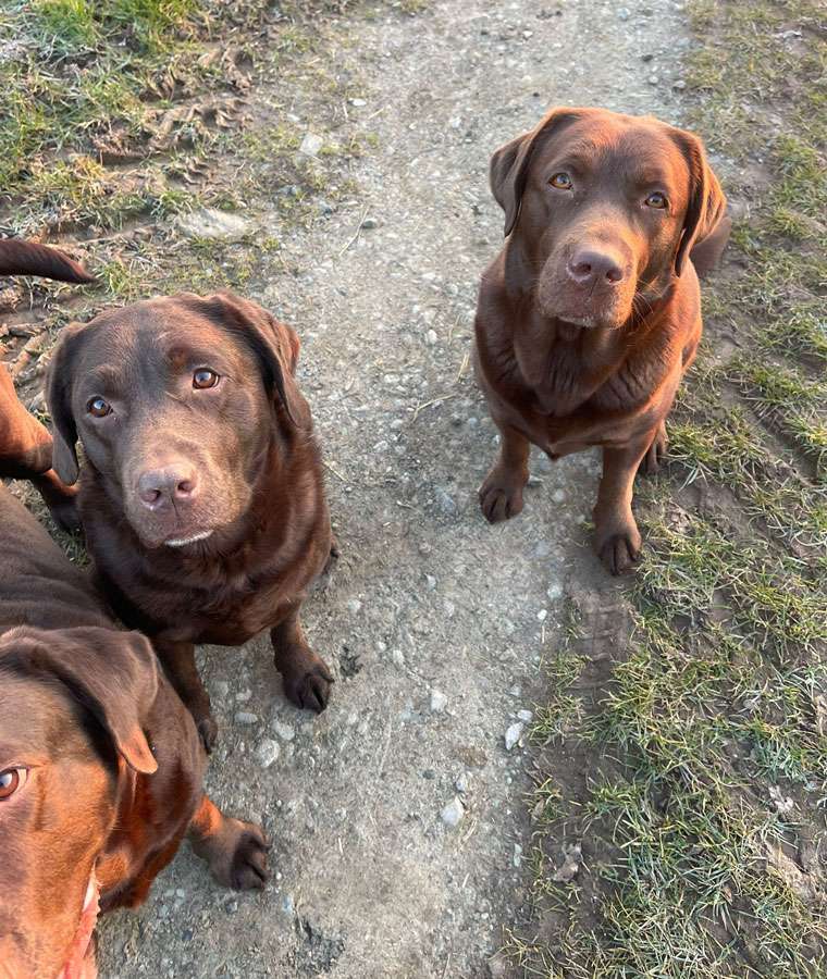 Galerie Of Claymore Roses