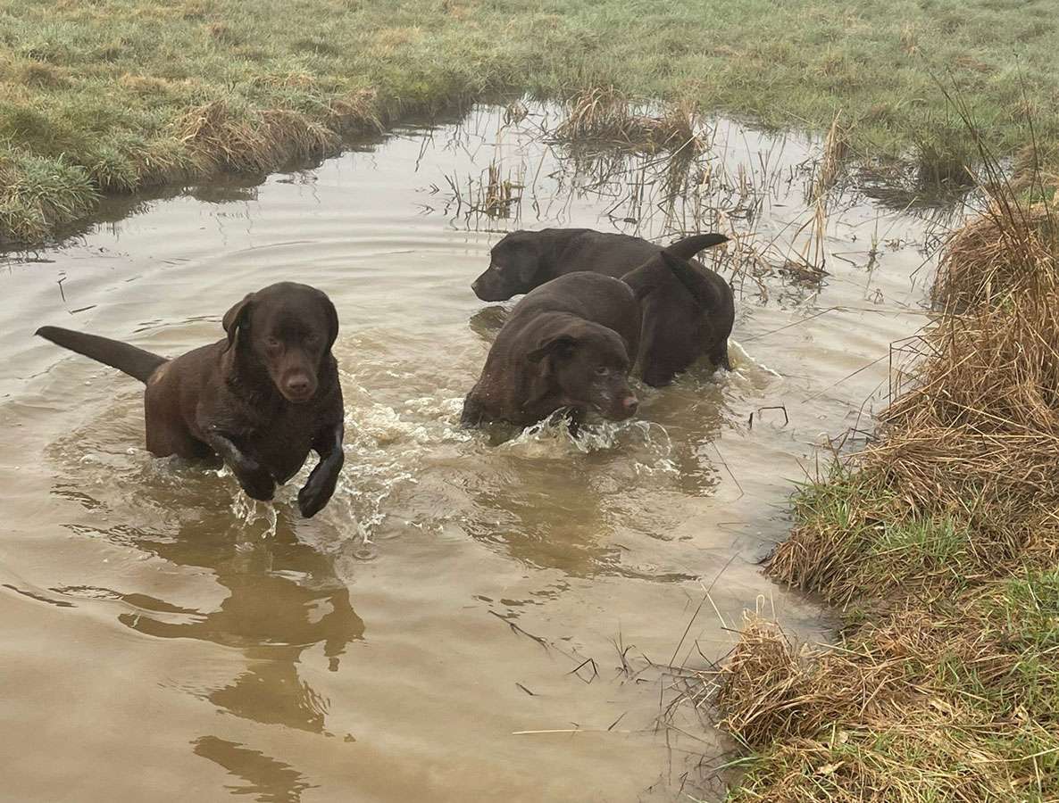 Galerie Of Claymore Roses