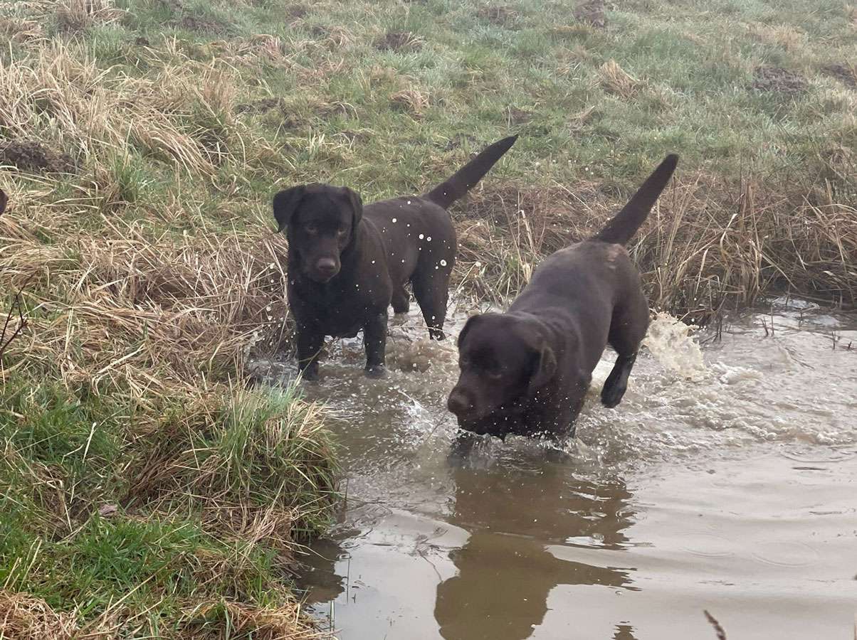 Galerie Of Claymore Roses