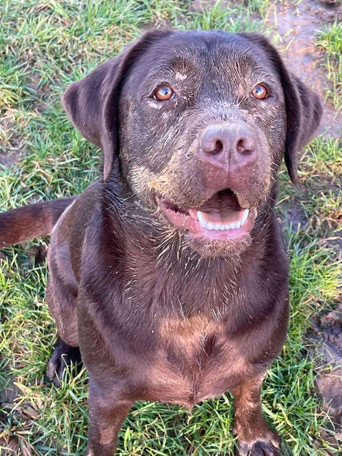 Galerie Of Claymore Roses