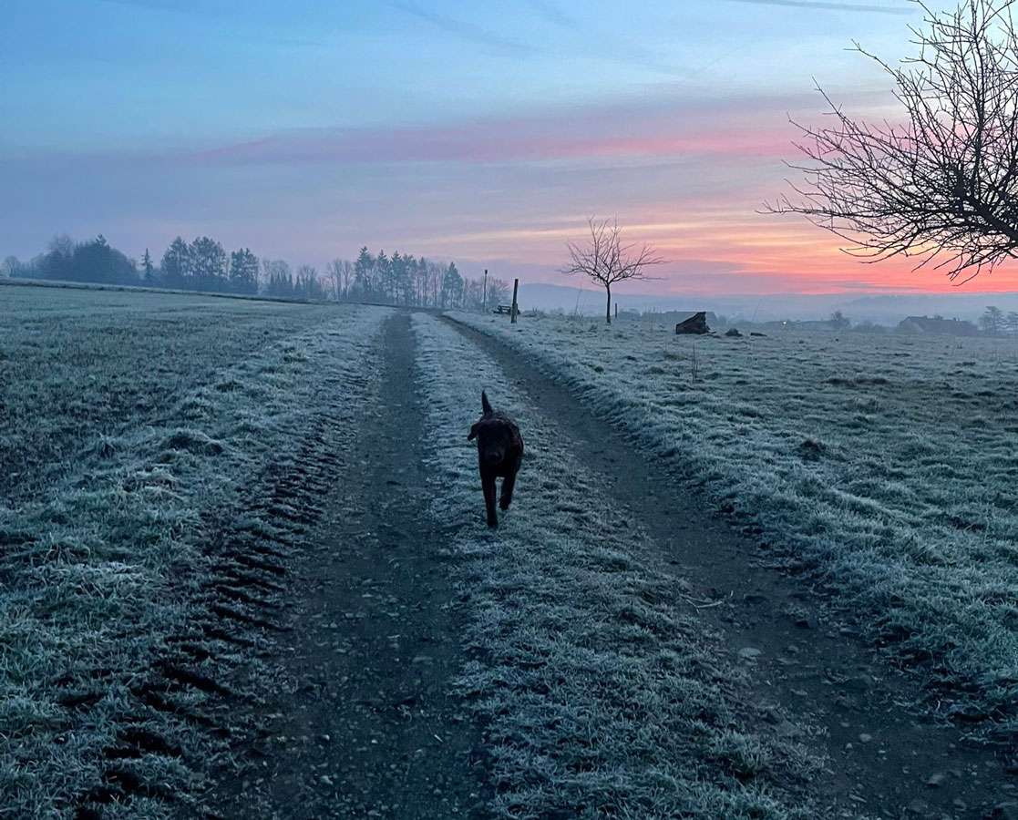 Galerie Of Claymore Roses