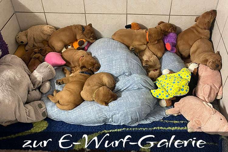 zur E-Wurf-Galerie