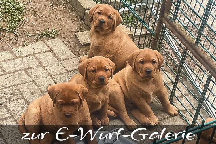 zur E-Wurf-Galerie