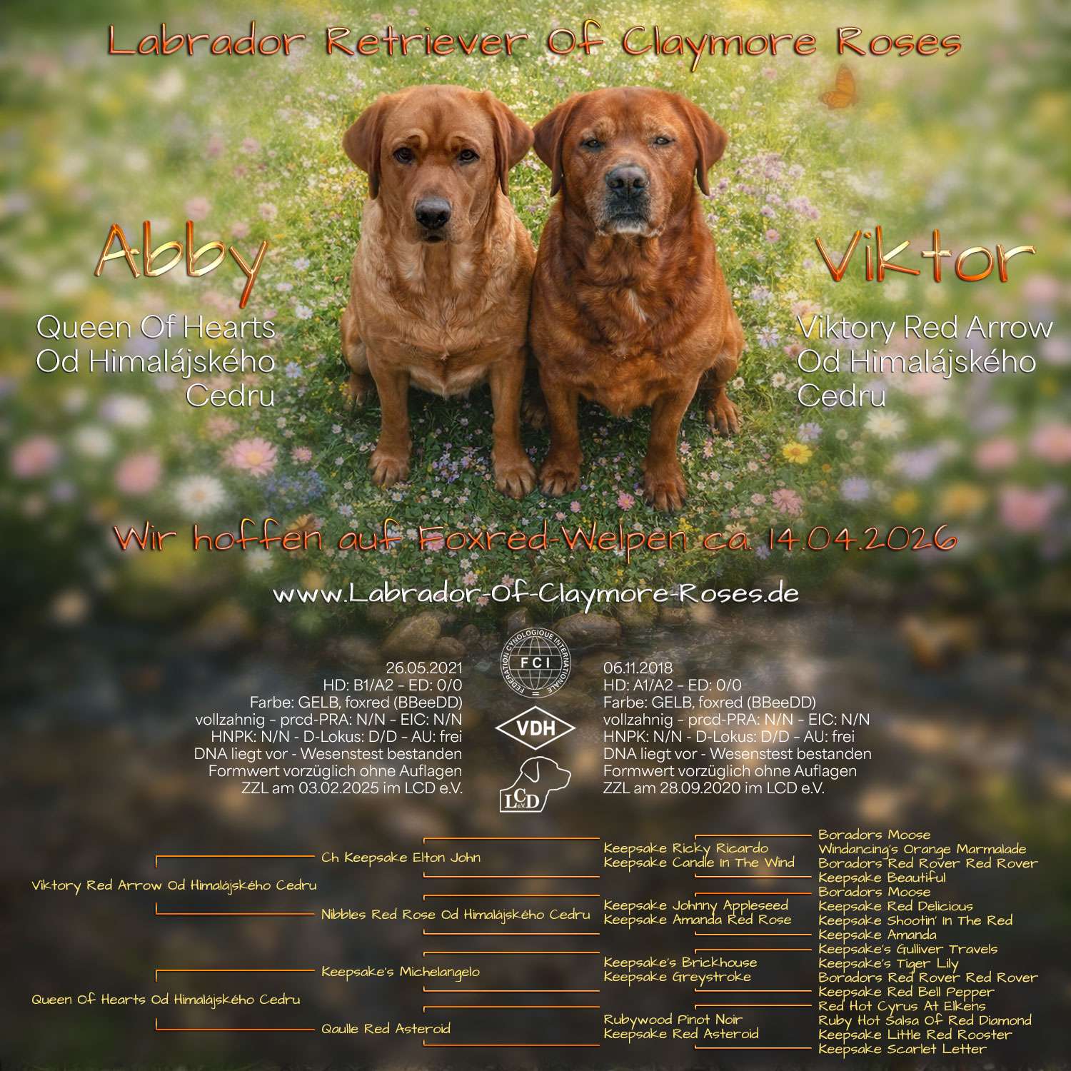 G-Wurfplanung G-Wurfplanung im April 2026